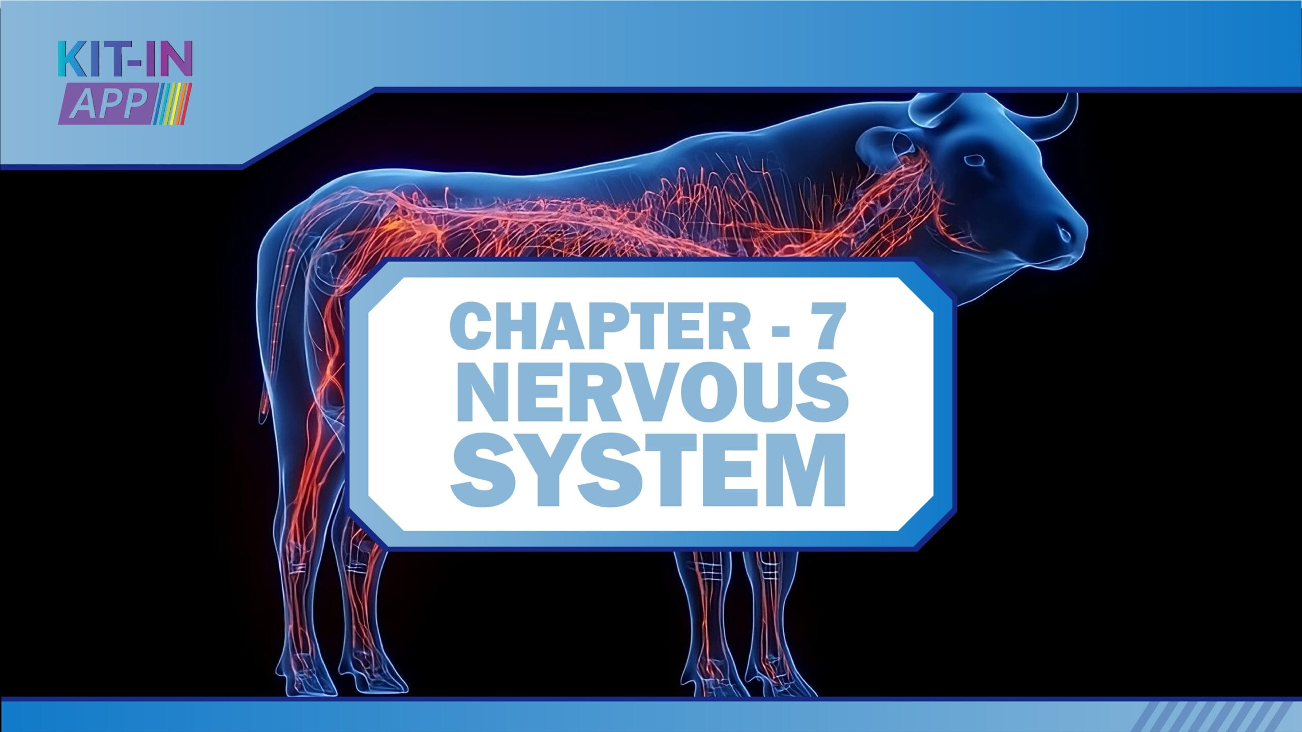 7 nervous-system-01